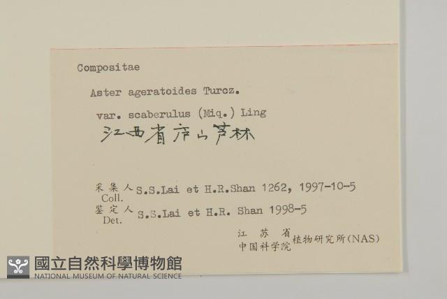 微糙三脈紫菀藏品圖，第3張