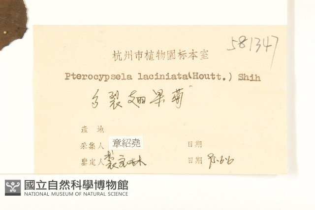 多裂翅果菊藏品圖，第3張
