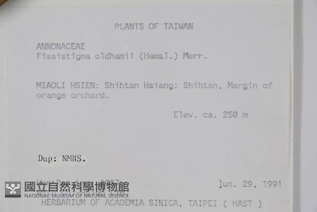 瓜馥木藏品圖，第2張