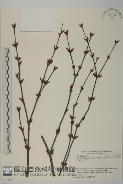 昆明山海棠藏品圖，第3張