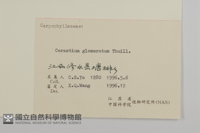 球序卷耳藏品圖，第3張