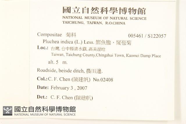 鯽魚膽、闊苞菊藏品圖，第2張