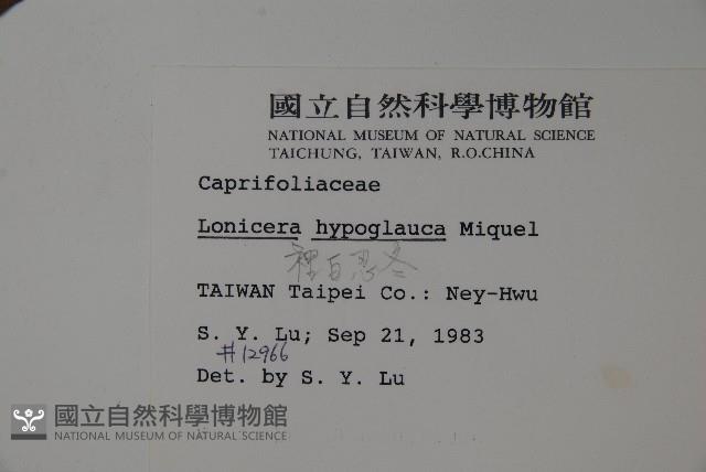 裡白忍冬、紅腺忍冬藏品圖，第2張