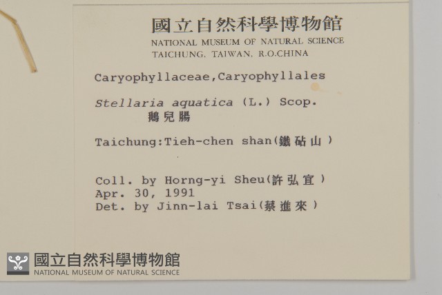 鵝兒腸藏品圖，第2張