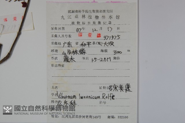 呂宋莢迷藏品圖，第2張