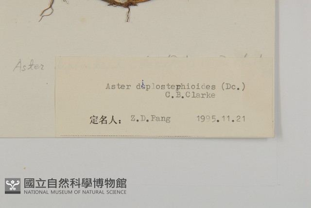 重冠紫菀藏品圖，第3張