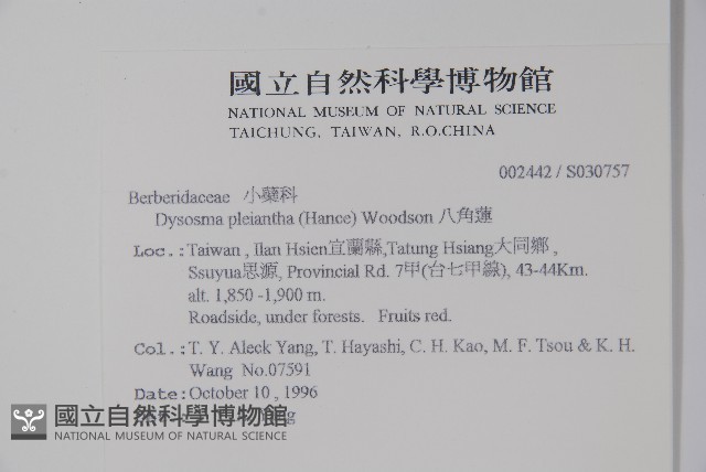 八角蓮藏品圖，第2張