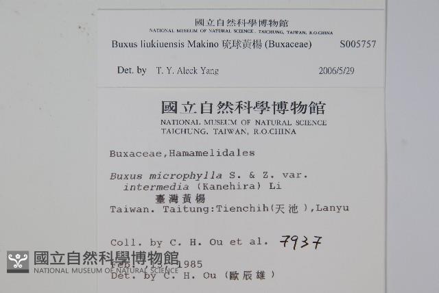 琉球黃楊藏品圖，第2張