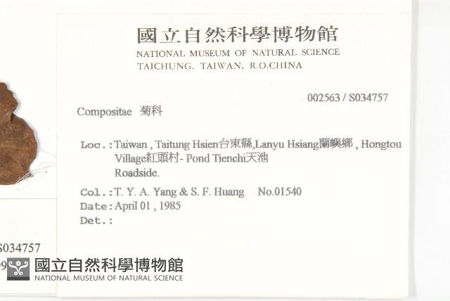 蘭嶼木耳菜藏品圖，第2張