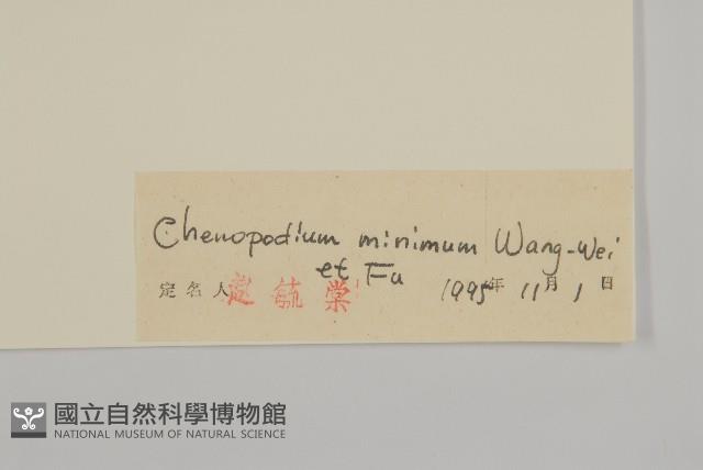 矮藜藏品圖，第3張