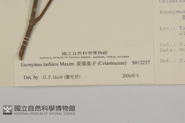 菱葉衛矛藏品圖，第3張