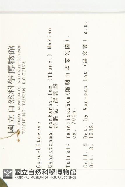 絞股藍藏品圖，第2張