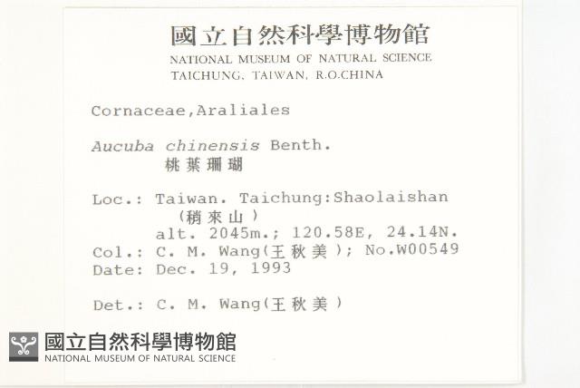 桃葉珊瑚藏品圖，第2張