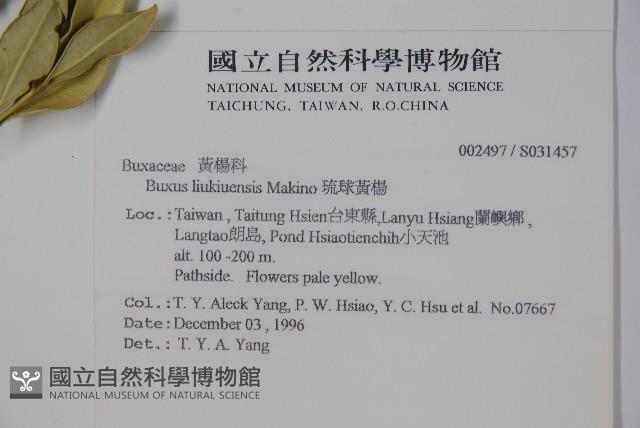 琉球黃楊藏品圖，第2張