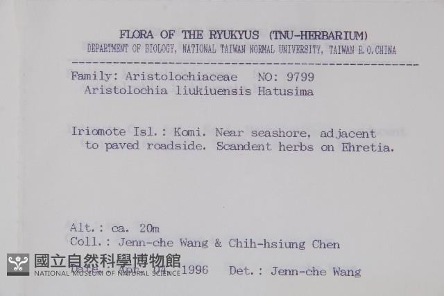 琉球馬兜鈴藏品圖，第2張