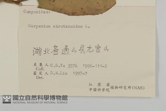 天名精藏品圖，第3張