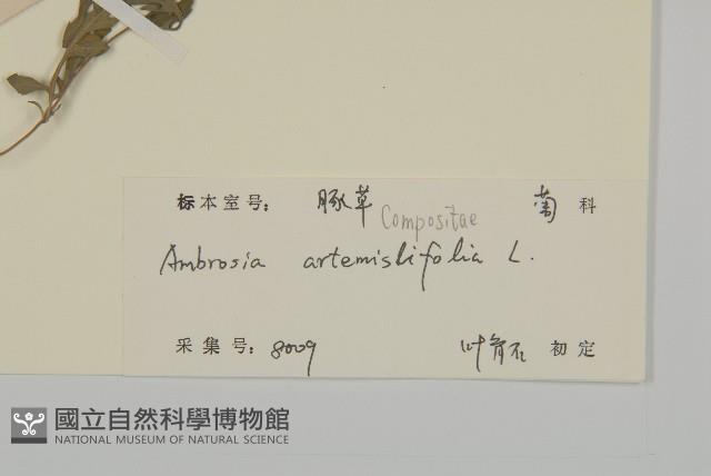 豬草、瘤果菊藏品圖，第3張