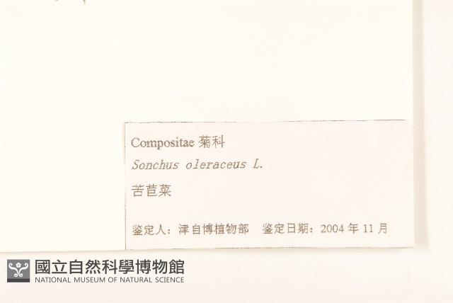 苦滇菜、苦菜藏品圖，第3張