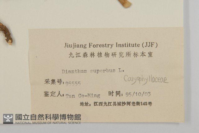 瞿麥藏品圖，第3張