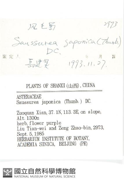 鳳毛菊藏品圖，第3張