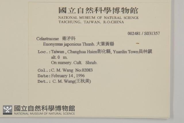 日本衛矛, 大葉黃楊藏品圖，第2張