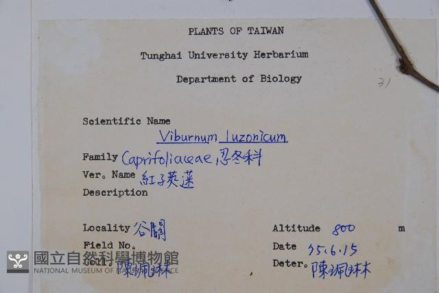 呂宋莢迷藏品圖，第2張