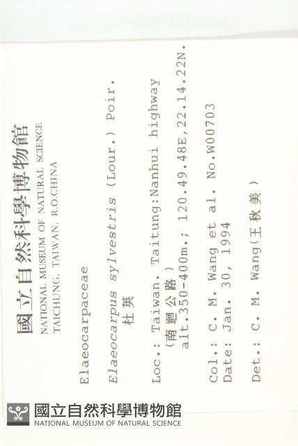 杜英、山杜英、蘭嶼杜英藏品圖，第2張