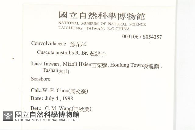 菟絲子藏品圖，第2張
