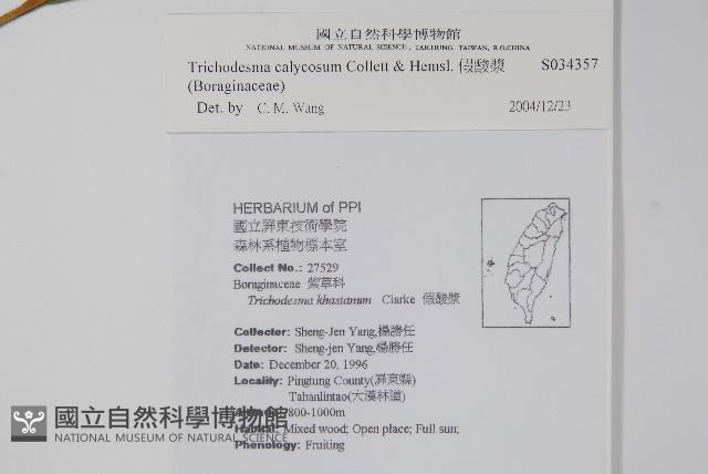 假酸漿藏品圖，第2張