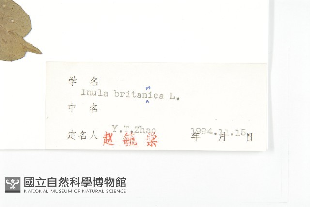 歐亞旋覆花藏品圖，第3張