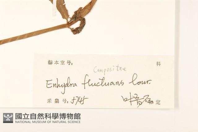 沼菊藏品圖，第3張