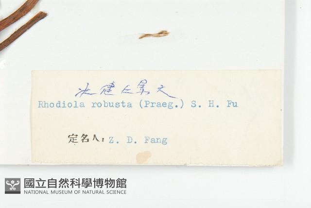 壯健紅景天藏品圖，第3張