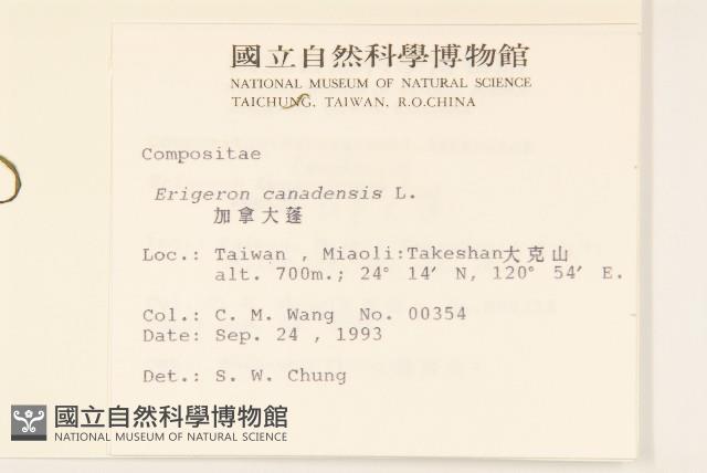 加拿大蓬藏品圖，第2張