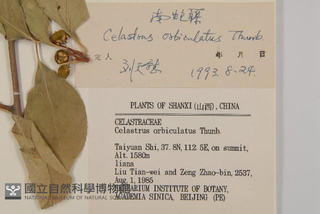 南蛇藤藏品圖，第3張