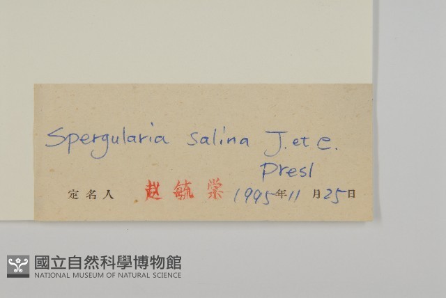 擬漆姑藏品圖，第3張