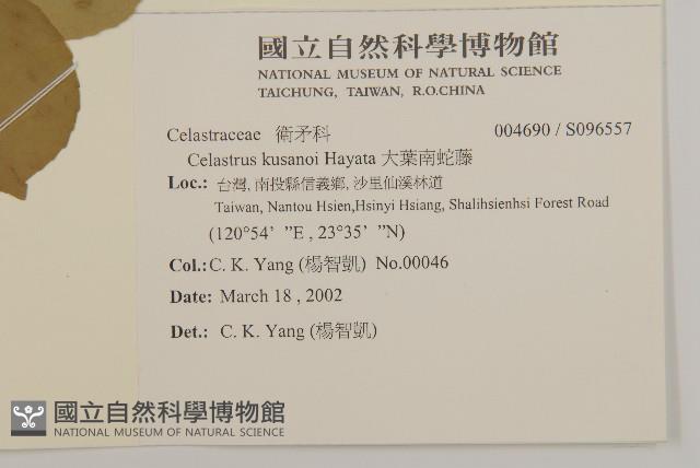 大葉南蛇藤藏品圖，第2張