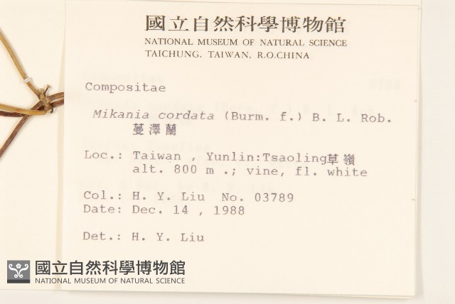 蔓澤蘭藏品圖，第2張