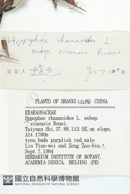 醋柳藏品圖，第3張