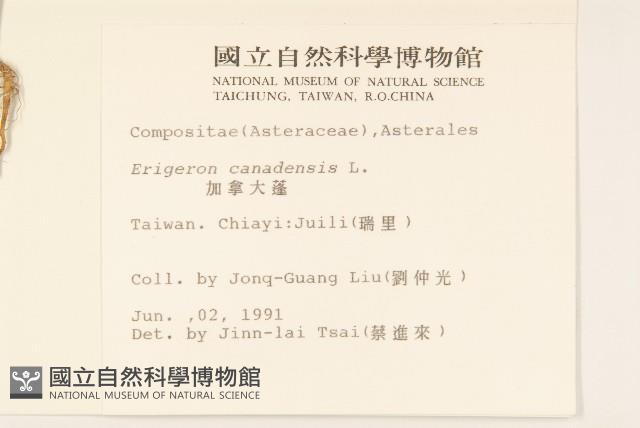 加拿大蓬藏品圖，第2張