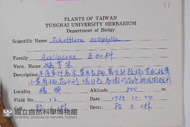 鵝掌柴、江某、鴨腳樹藏品圖，第2張