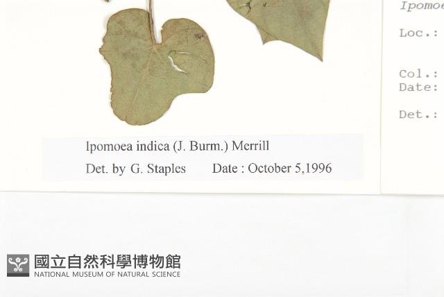 銳葉牽牛藏品圖，第3張