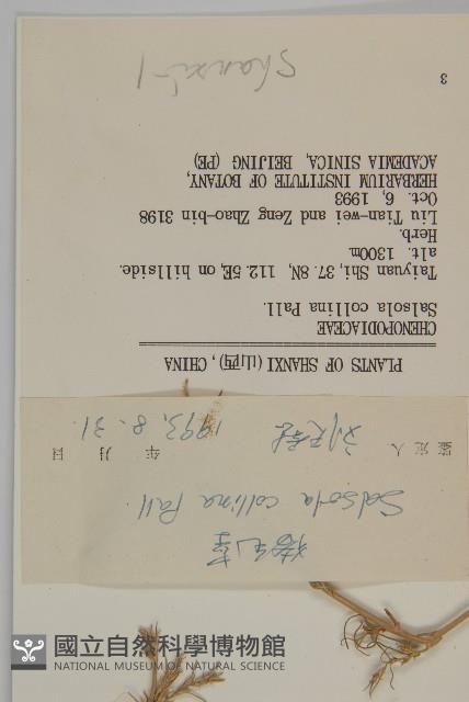 豬毛菜藏品圖，第3張