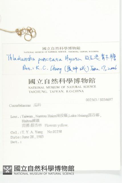 斑花青牛膽藏品圖，第2張