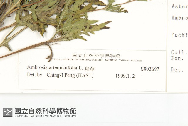 豬草、瘤果菊藏品圖，第3張