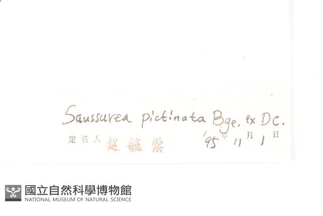 羽苞鳳毛菊藏品圖，第3張