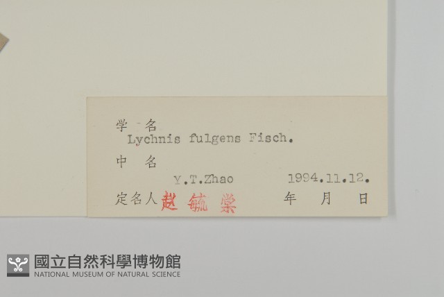 大花剪秋蘿藏品圖，第3張