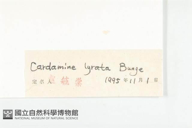 水田碎米薺藏品圖，第3張