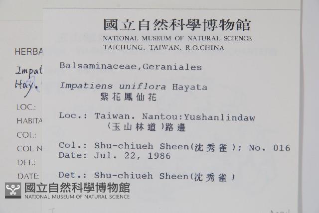 紫花鳳仙花藏品圖，第2張