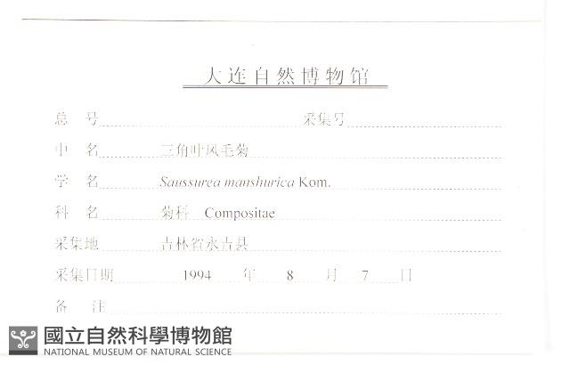 東北鳳毛菊藏品圖，第3張