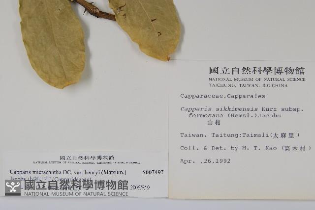 小刺山柑藏品圖，第2張